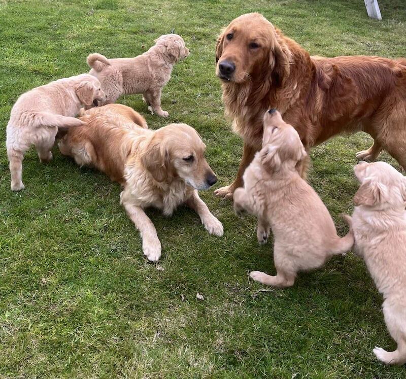 Golden Retriever puppies for sale in Knighton / Tref-y-Clawdd, Powys – KC registered, 11 weeks old - Image 7 of 10