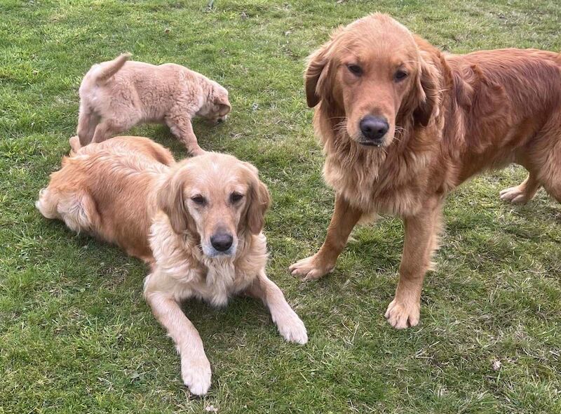 Golden Retriever puppies for sale in Knighton / Tref-y-Clawdd, Powys – KC registered, 11 weeks old - Image 8 of 10