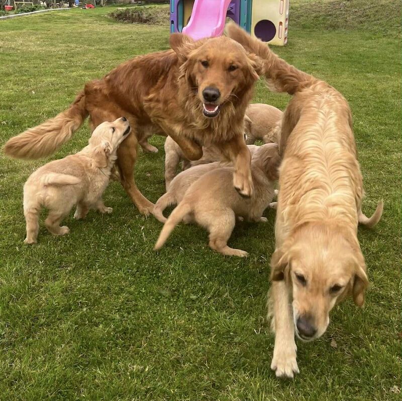 Golden Retriever puppies for sale in Knighton / Tref-y-Clawdd, Powys – KC registered, 11 weeks old - Image 9 of 10