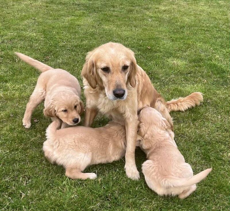 Golden Retriever puppies for sale in Knighton / Tref-y-Clawdd, Powys – KC registered, 11 weeks old - Image 10 of 10