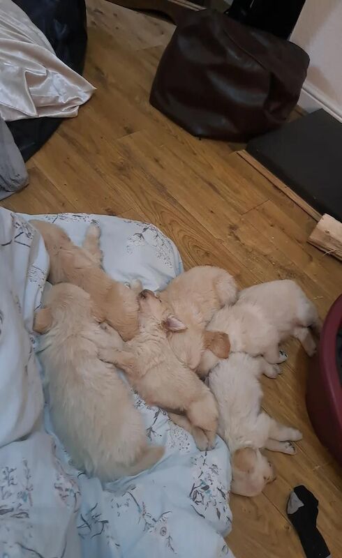 Golden Retriever puppies for sale in Croydon, Greater London – KC registered, 6 weeks old
