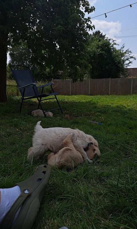 Golden Retriever puppies for sale in Croydon, Greater London – KC registered, 6 weeks old - Image 2 of 4