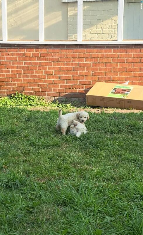 Golden Retriever puppies for sale in Croydon, Greater London – KC registered, 6 weeks old - Image 3 of 4