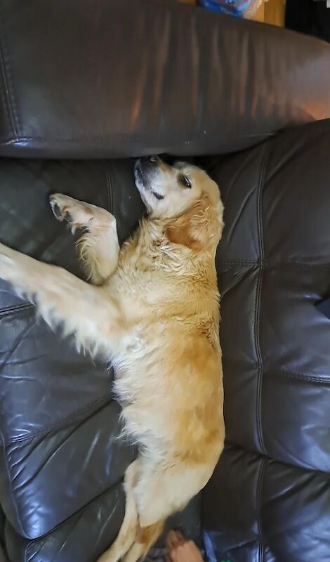 Golden Retriever puppies for sale in Croydon, Greater London – KC registered, 6 weeks old - Image 4 of 4