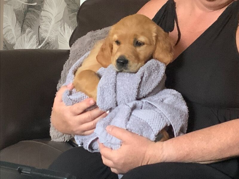 Golden Retriever puppies for sale in Haywards Heath, West Sussex – KC registered, 3 months old