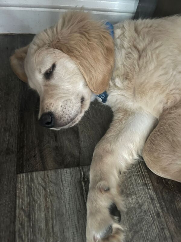 Golden Retriever puppies for sale in Haywards Heath, West Sussex – KC registered, 4 months old - Image 2 of 6