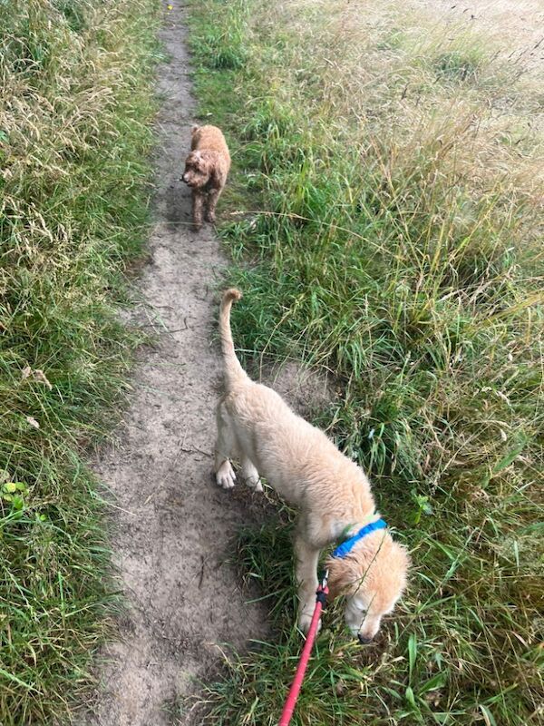 Golden Retriever puppies for sale in Haywards Heath, West Sussex – KC registered, 4 months old - Image 3 of 6