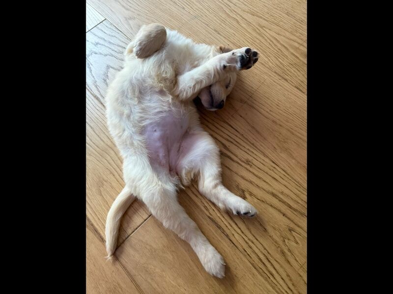 Golden Retriever puppies for sale in Haywards Heath, West Sussex – KC registered, 4 months old - Image 4 of 6