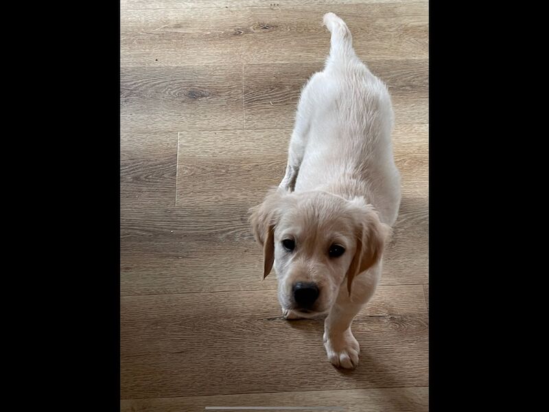 Golden Retriever puppies for sale in Haywards Heath, West Sussex – KC registered, 4 months old - Image 5 of 6