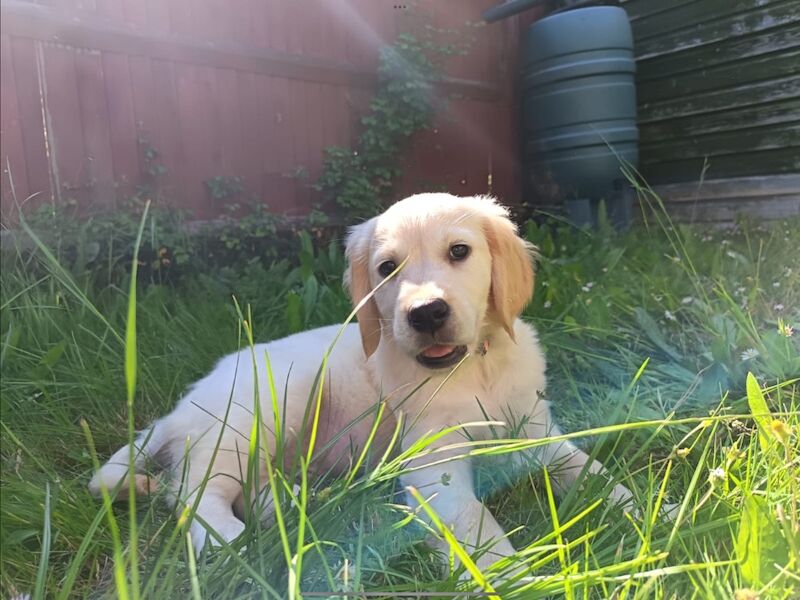 Golden Retriever puppies for sale in Haywards Heath, West Sussex – KC registered, 4 months old - Image 6 of 6