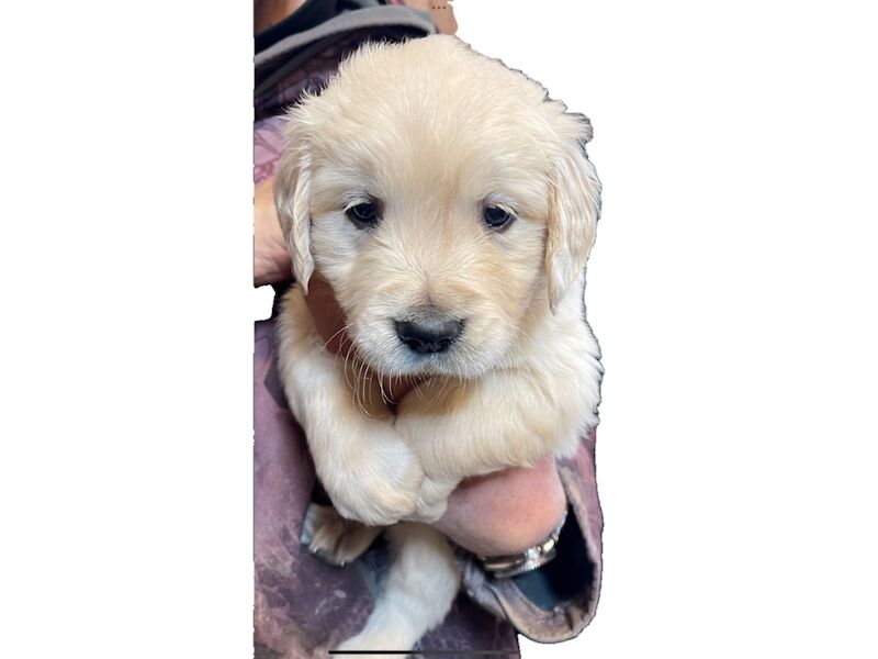 Beautiful KC registered puppies for sale in Haywards Heath, West Sussex
