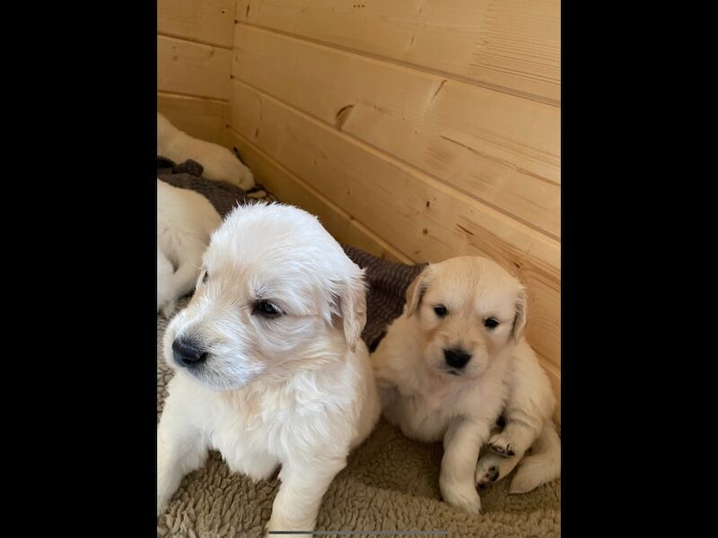 Beautiful KC registered puppies 1 dark girl and a light boy for sale in Haywards Heath, West Sussex | Image 2