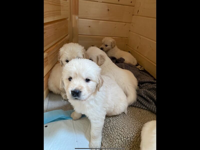 Beautiful KC registered puppies 1 dark girl and a light boy for sale in Haywards Heath, West Sussex | Image 3