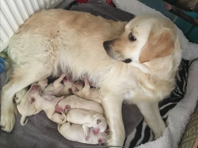 Beautiful KC registered puppies 1 dark girl and a light boy for sale in Haywards Heath, West Sussex - Image 5