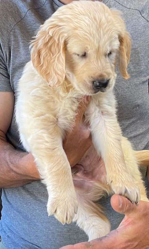 Beautiful KC registered puppies 1 dark girl and a light boy for sale in Haywards Heath, West Sussex - Image 8