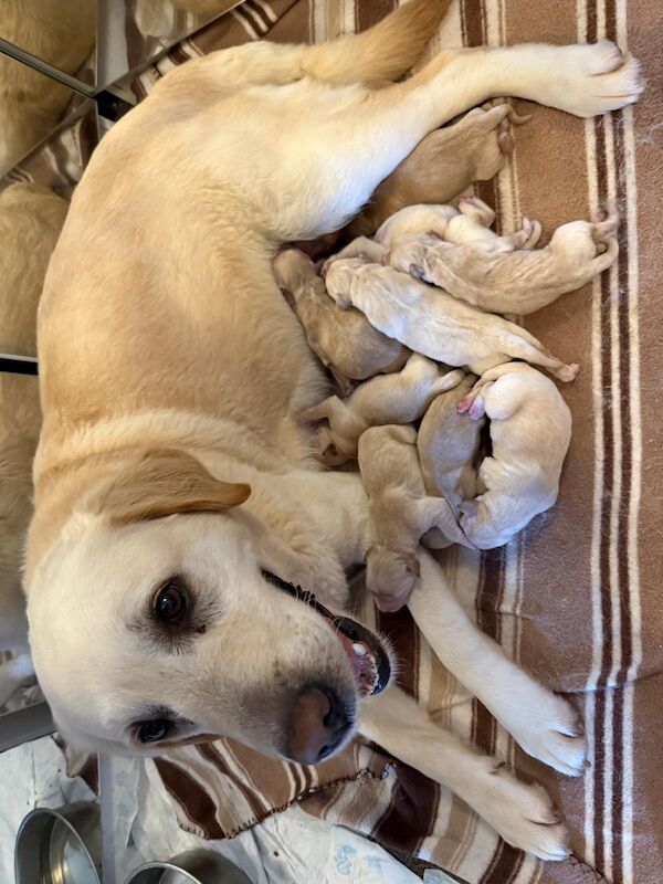 Beautiful Labrador Retriever Pups For Sale in Kilmarnock, Ayrshire and Arran