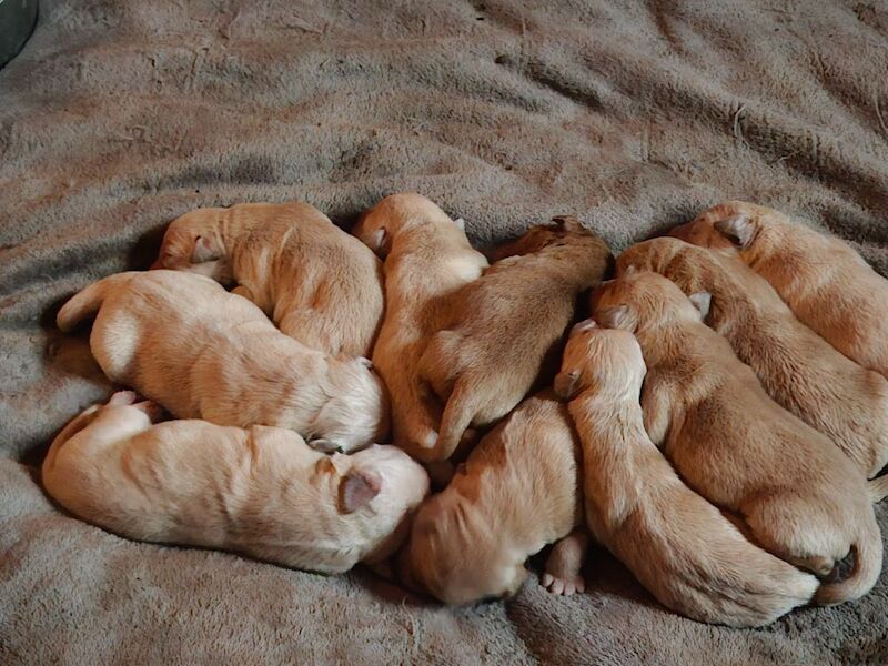 Beautiful Labrador Retriever Pups For Sale in Kilmarnock, Ayrshire and Arran - Image 3