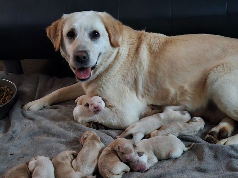 Beautiful Labrador Retriever Pups For Sale in Kilmarnock, Ayrshire and Arran - Image 4