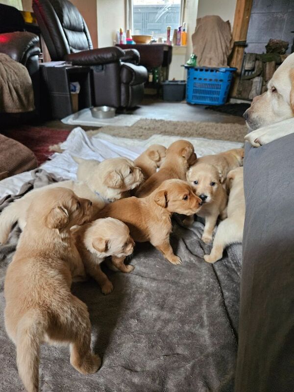 Golden Retriever puppies for sale in Kilmarnock, Ayrshire and Arran – 8 weeks old - Image 5 of 10