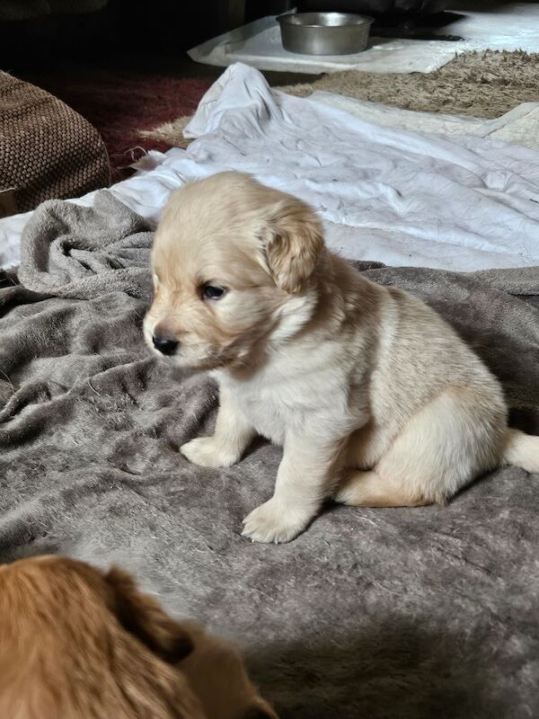 Golden Retriever puppies for sale in Kilmarnock, Ayrshire and Arran – 8 weeks old - Image 6 of 10