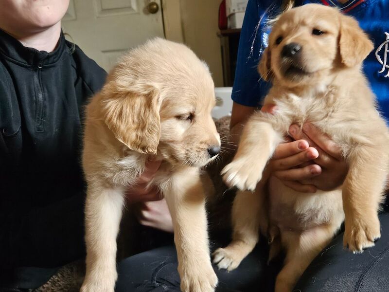 Golden Retriever puppies for sale in Kilmarnock, Ayrshire and Arran – 8 weeks old - Image 9 of 10