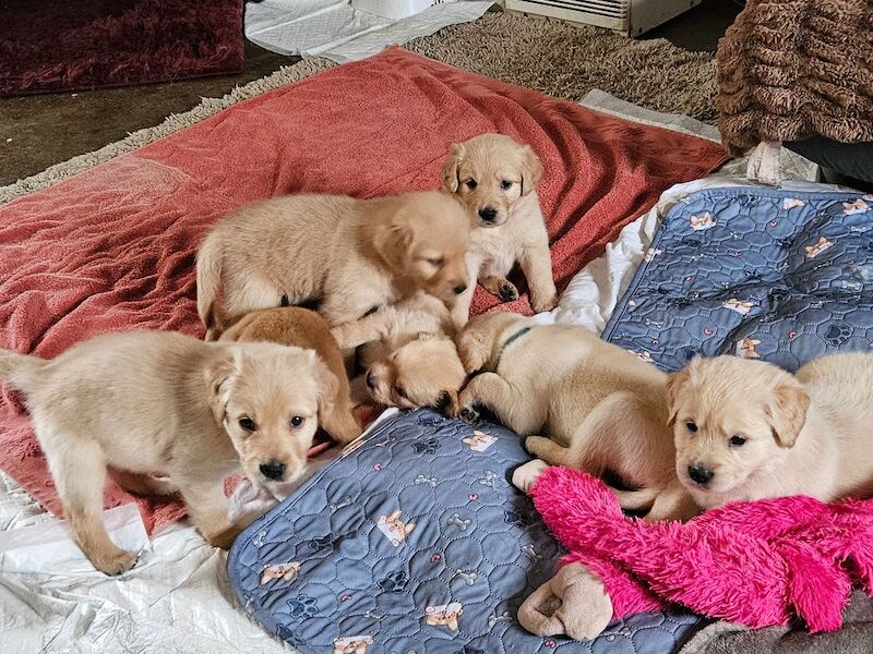Golden Retriever puppies for sale in Kilmarnock, Ayrshire and Arran – 8 weeks old - Image 10 of 10