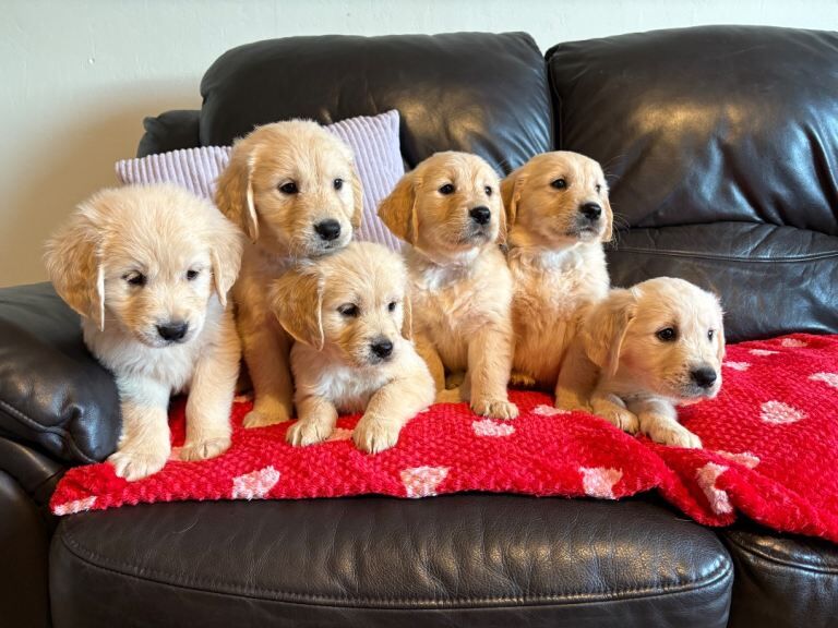 Golden Retriever puppies for sale in Lurgan, County Armagh – 8 weeks old - Image 2 of 4