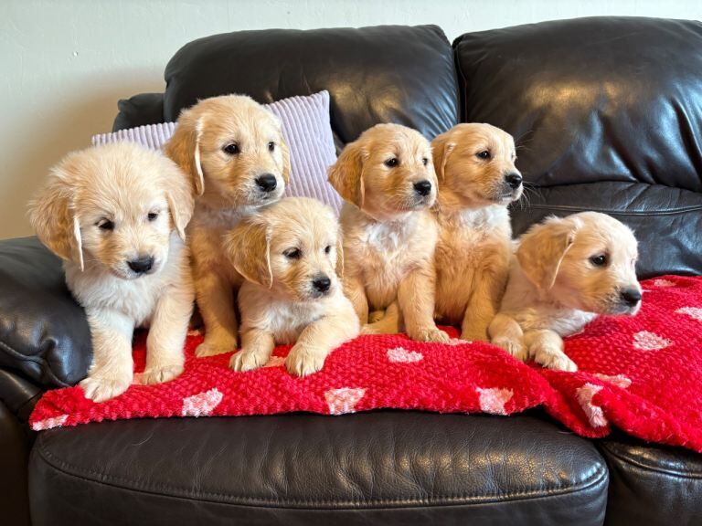 Golden Retriever puppies for sale in Lurgan, County Armagh – 8 weeks old - Image 3 of 4