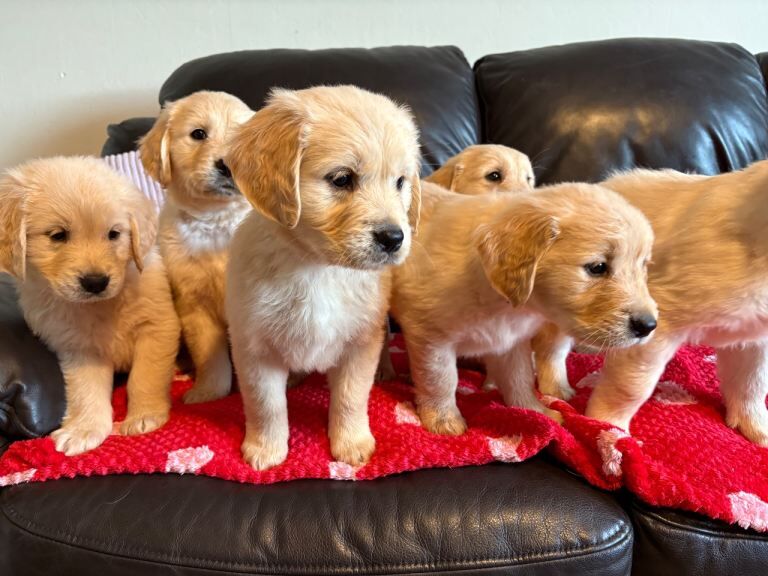 Golden Retriever puppies for sale in Lurgan, County Armagh – 8 weeks old - Image 4 of 4