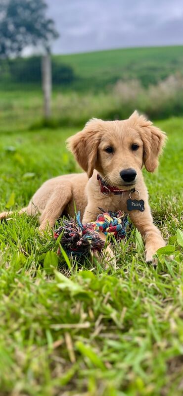 Golden Retriever puppies for sale in Knighton / Tref-y-Clawdd, Powys – KC registered, 4 months old - Image 8 of 8