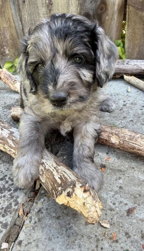 Beautiful miniature F2b goldendoodle puppies