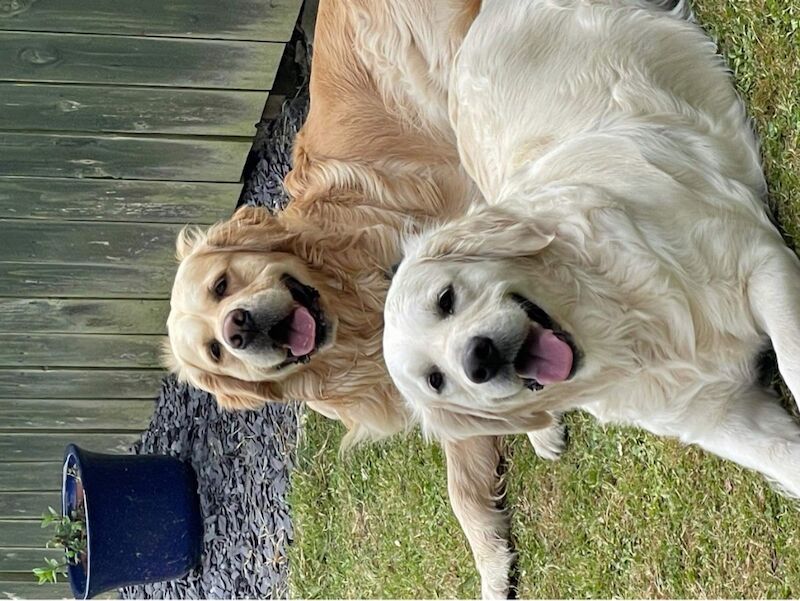 Golden Retriever puppies for sale in Kingston upon Hull, East Riding of Yorkshire – 9 months old - Image 2 of 12
