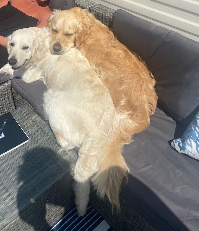 Golden Retriever puppies for sale in Kingston upon Hull, East Riding of Yorkshire – 9 months old - Image 3 of 12