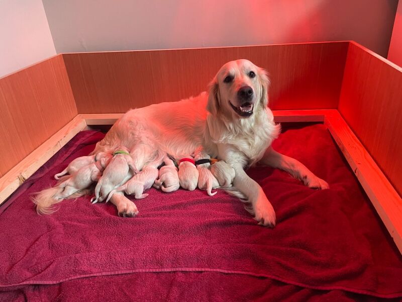 Golden Retriever puppies for sale in Kingston upon Hull, East Riding of Yorkshire – 9 months old - Image 8 of 12