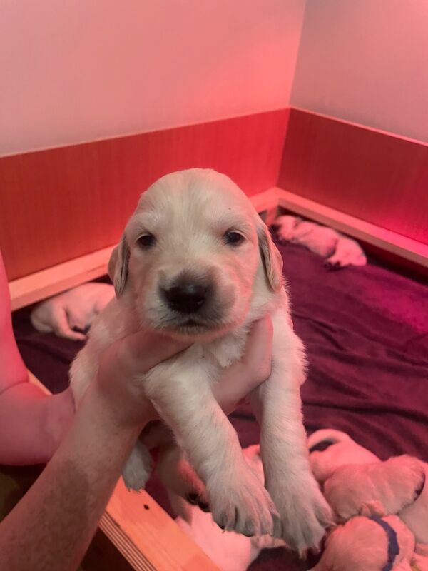 Beautiful golden pups confirmed 13/09(pls read) for sale in Kingston upon Hull, East Riding of Yorkshire - Image 9