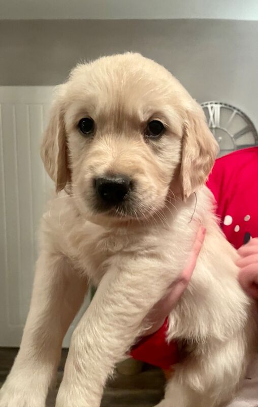 Golden Retriever puppies for sale in Kingston upon Hull, East Riding of Yorkshire – 9 months old - Image 10 of 12