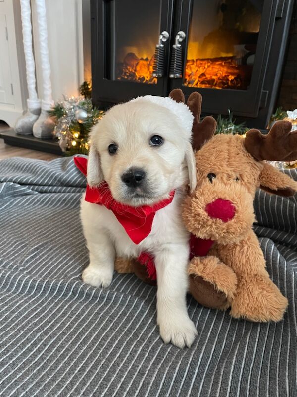 Golden Retriever puppies for sale in Kingston upon Hull, East Riding of Yorkshire – 9 months old - Image 12 of 12