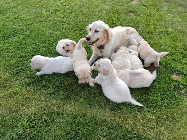Golden Retriever puppies for sale in Armagh, County Armagh – KC registered, 6 weeks old