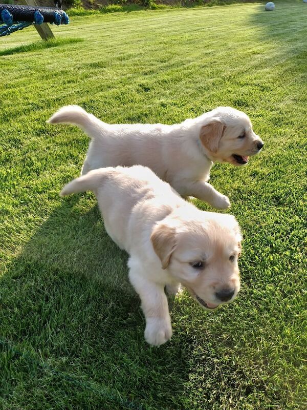 Golden Retriever puppies for sale in Armagh, County Armagh – KC registered, 6 weeks old - Image 2 of 3