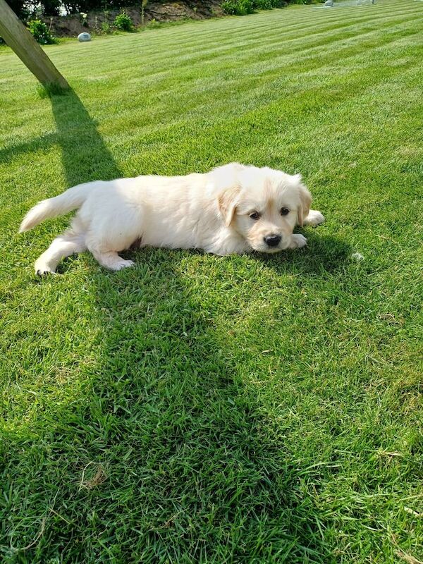 Golden Retriever puppies for sale in Armagh, County Armagh – KC registered, 6 weeks old - Image 3 of 3