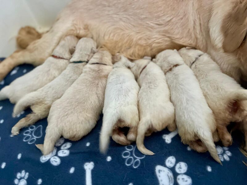 Golden Retriever Puppies For Sale
