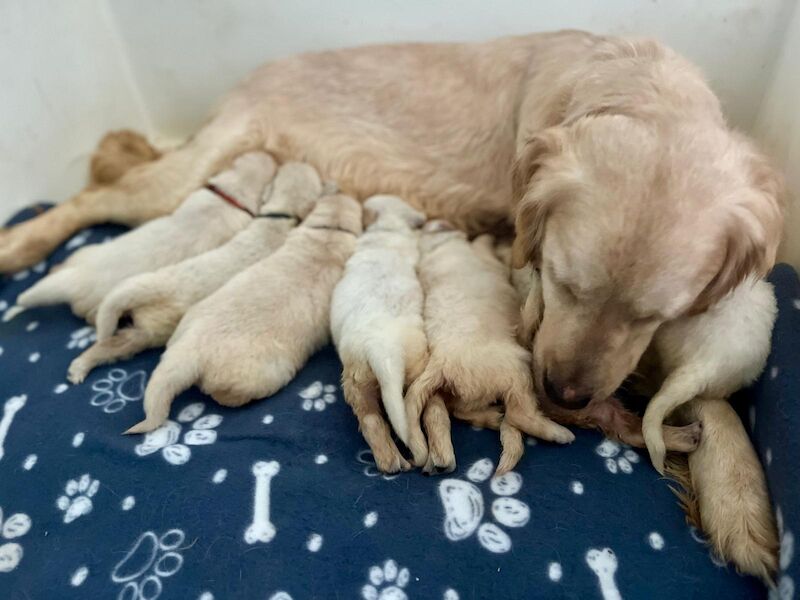 Beautiful champion show line golden retriever puppies - Image 2 of 3