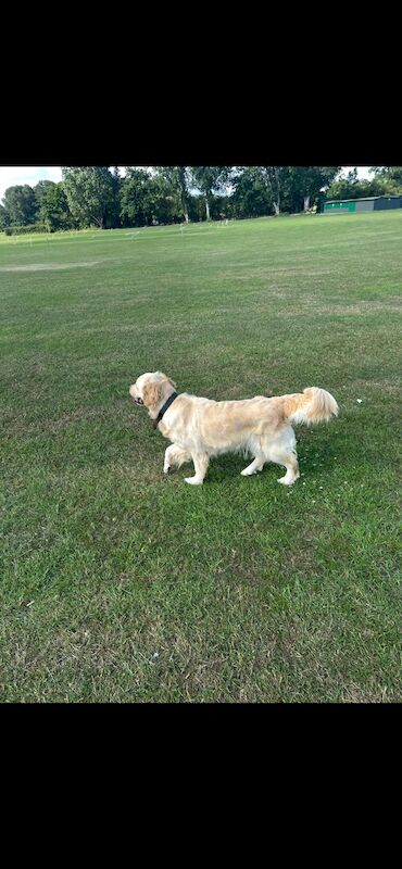Beautiful champion show line golden retriever puppies - Image 3 of 3