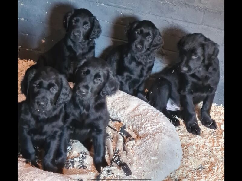 Golden Retriever puppies for sale in Haywards Heath, West Sussex – 3 months old