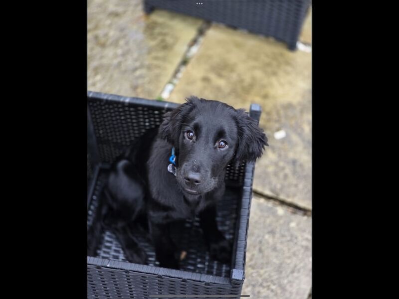 Golden Retriever puppies for sale in Haywards Heath, West Sussex – 3 months old - Image 2 of 15