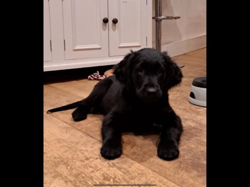 Golden Retriever puppies for sale in Haywards Heath, West Sussex – 3 months old - Image 3 of 15