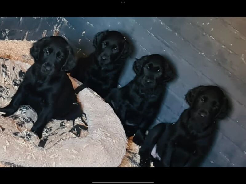 Golden Retriever puppies for sale in Haywards Heath, West Sussex – 3 months old - Image 4 of 15