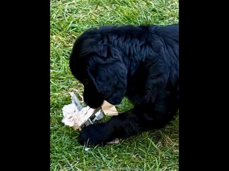 Golden Retriever puppies for sale in Haywards Heath, West Sussex – 3 months old - Image 5 of 15