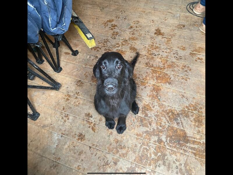 Golden Retriever puppies for sale in Haywards Heath, West Sussex – 3 months old - Image 6 of 15