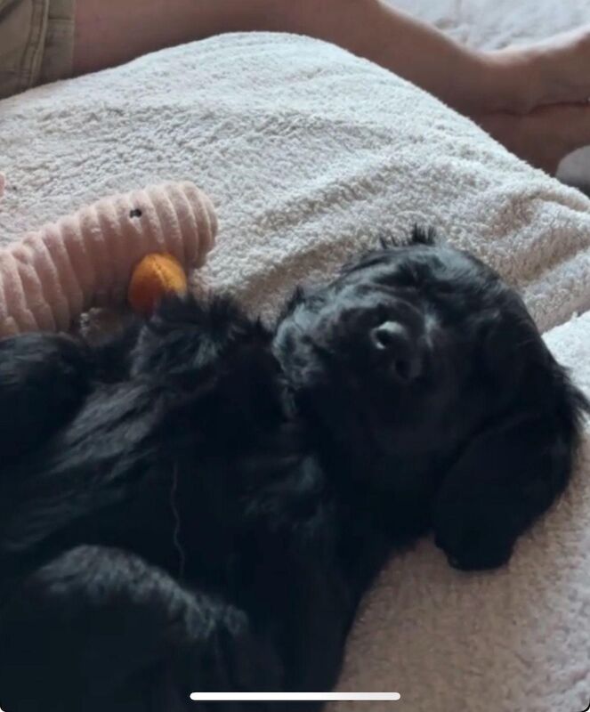 Golden Retriever puppies for sale in Haywards Heath, West Sussex – 3 months old - Image 9 of 15